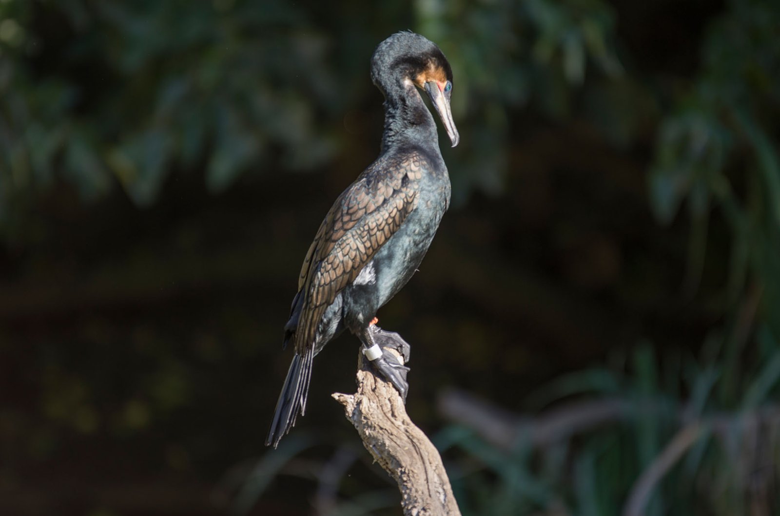 San Diego Zoo Part I 108